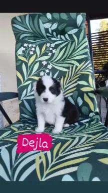 Rasowa suczka z pełną dokumentacja 2