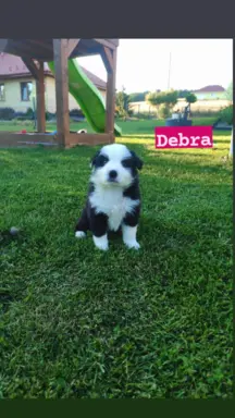 Rasowa suczka z pełną dokumentacja 4