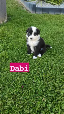 Rasowa suczka z pełną dokumentacja 5