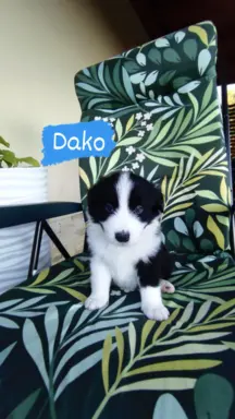 Dwa pieski rasowe ❤️ 2