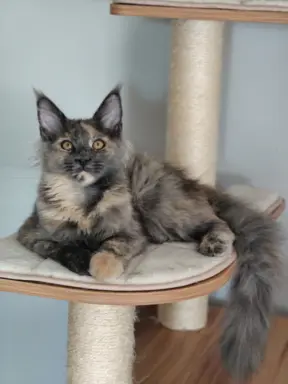 Kotka Lea Maine coon 1
