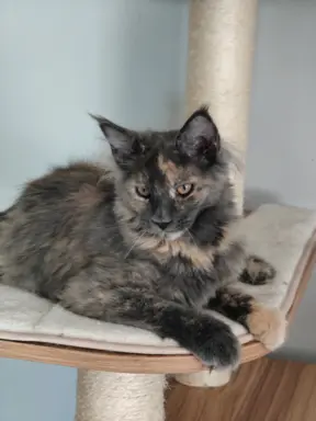 Kotka Lea Maine coon 2