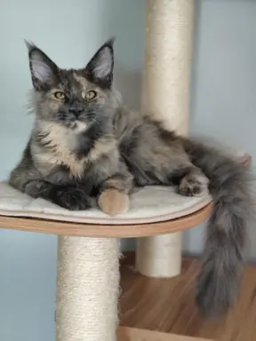 Kotka Lea Maine coon 4