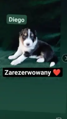 Dwa pieski rasowe ❤️ 3