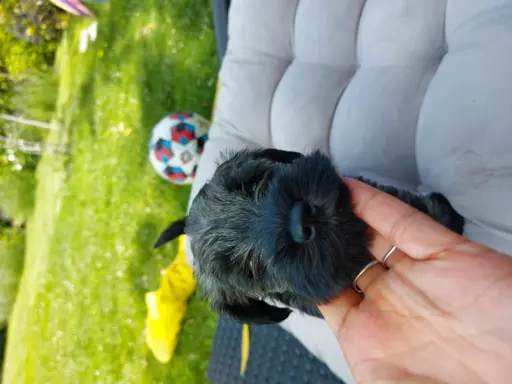 Ostatnia suczka szanucer miniaturowy pieprz i sól 4