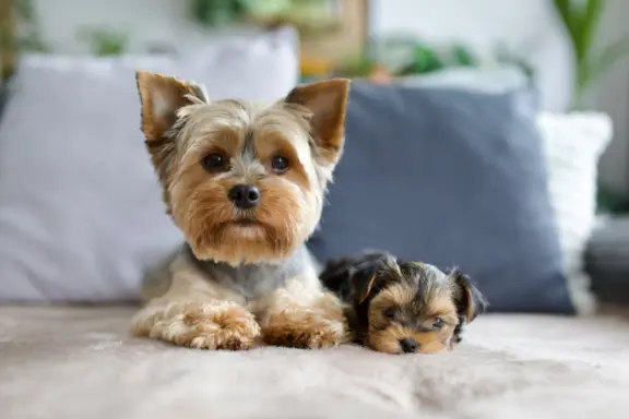 Yorkshire terrier 2