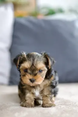 Yorkshire terrier 6