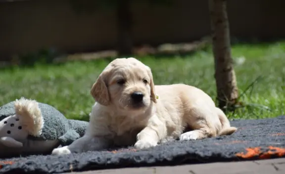 Golden Retriever szczenięta ZKWP FCI 2