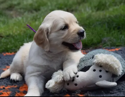 Golden Retriever szczenięta ZKWP FCI 3