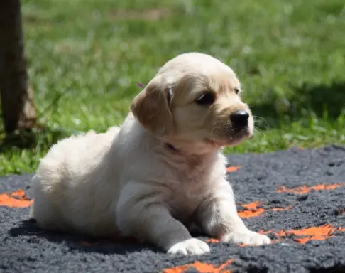 Golden Retriever szczenięta ZKWP FCI 4
