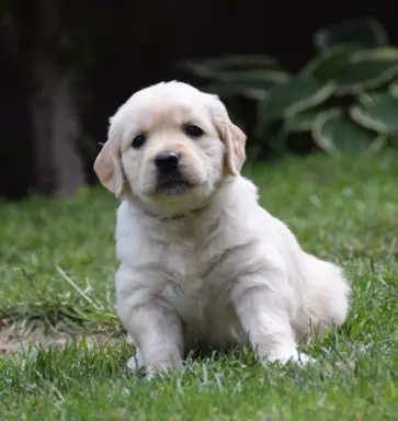 Golden Retriever szczenięta ZKWP FCI 5