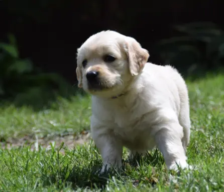 Golden Retriever szczenięta ZKWP FCI 6