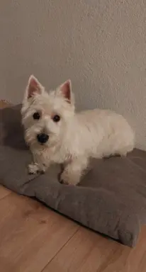 Szczeniaki West Highland White Terrier 1
