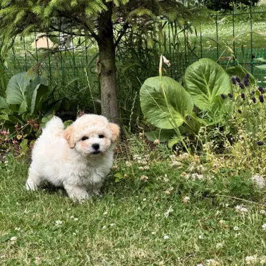 Bichon frise po MultiChampionie, 4