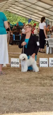 Bichon frise po MultiChampionie, 5