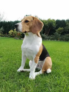 Szczeniaki beagle do rezerwacji 7
