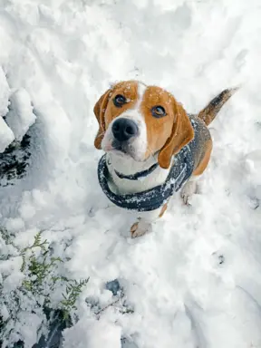 Szczeniaki beagle do rezerwacji 8
