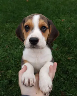 Szczeniaki beagle do rezerwacji 9