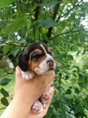 Szczeniaki beagle do rezerwacji 2