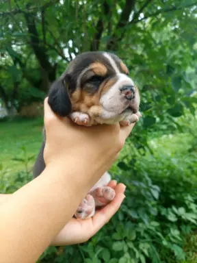 Szczeniaki beagle do rezerwacji 1