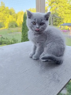 Piękne kotki brytyjskie 7