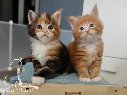 Doxi Maine Coon Blue Aura 2