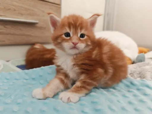 Doxi Maine Coon Blue Aura 3
