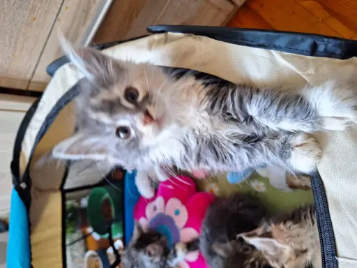 Main Coon koty do sprzedazy 1