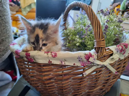 Main Coon koty do sprzedazy 2