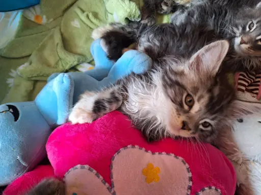 Main Coon koty do sprzedazy 3