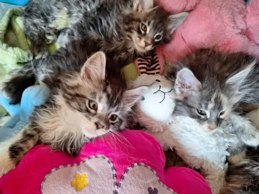 Main Coon koty do sprzedazy 4