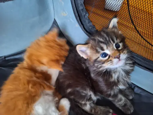 Main Coon koty do sprzedazy 5