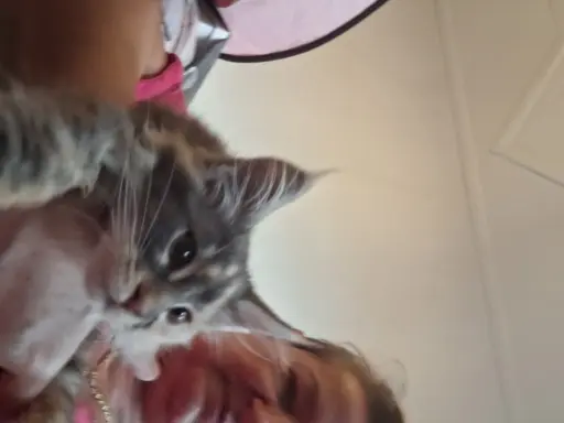 Main Coon koty do sprzedazy 6