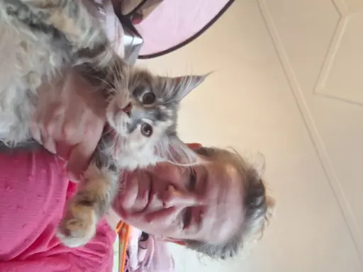 Main Coon koty do sprzedazy 7