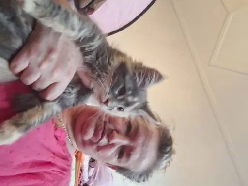 Main Coon koty do sprzedazy 8
