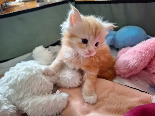 Main Coon koty do sprzedazy 9
