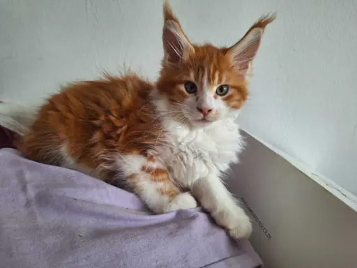 Main Coon koty do sprzedazy 10