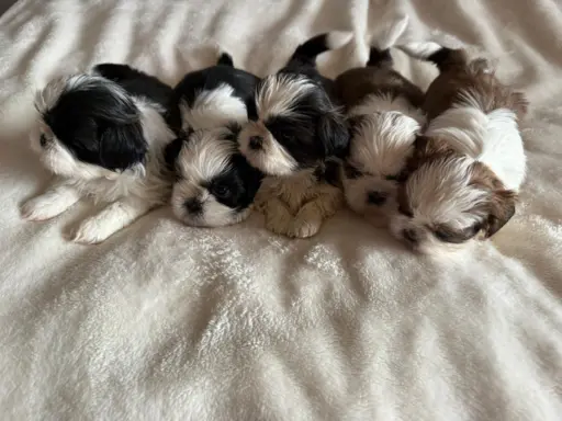 Sprzedam szczęnięta rasy Shih tzu 1