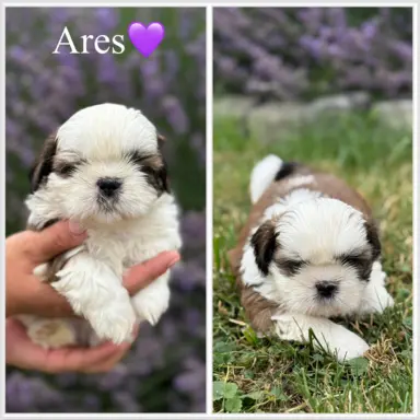 Sprzedam szczęnięta rasy Shih tzu 2