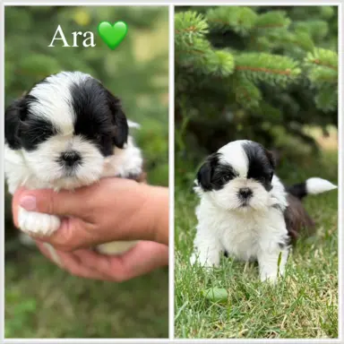 Sprzedam szczęnięta rasy Shih tzu 3