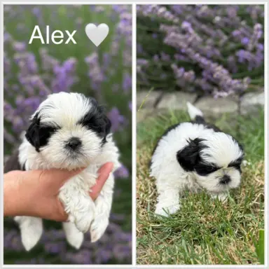 Sprzedam szczęnięta rasy Shih tzu 4