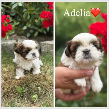 Sprzedam szczęnięta rasy Shih tzu 5