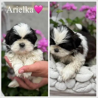 Sprzedam szczęnięta rasy Shih tzu 6
