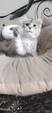Srebrzysta kotka Maine Coon do odbioru 1