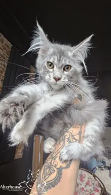 Srebrzysta kotka Maine Coon do odbioru 2