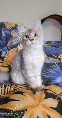 Srebrzysta kotka Maine Coon do odbioru 3