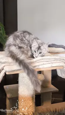 Srebrzysta kotka Maine Coon do odbioru 4