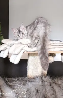 Srebrzysta kotka Maine Coon do odbioru 5