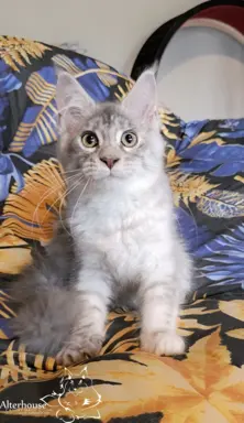 Srebrzysta kotka Maine Coon do odbioru 6