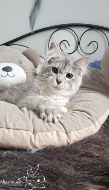 Srebrzysta kotka Maine Coon do odbioru 7